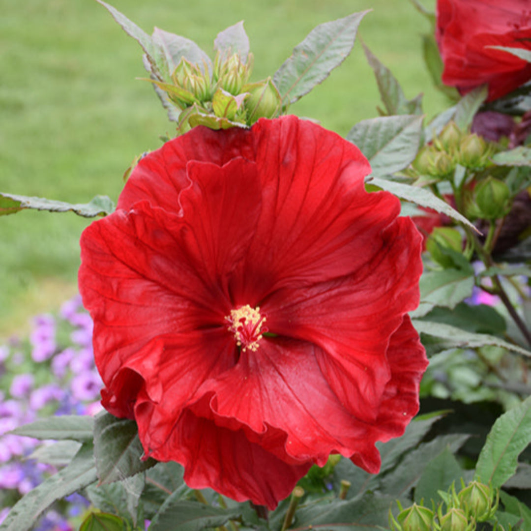 Hibiscus Cranberry Crush