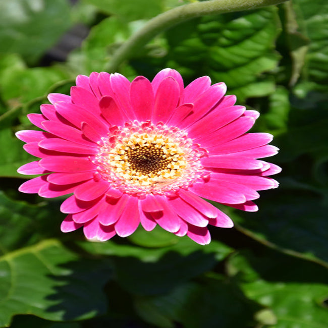 Gerbera &