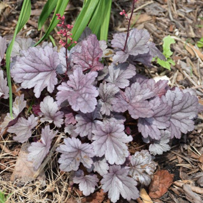 Silver Gumdrop Ppaf Coral Bells Proven Winners