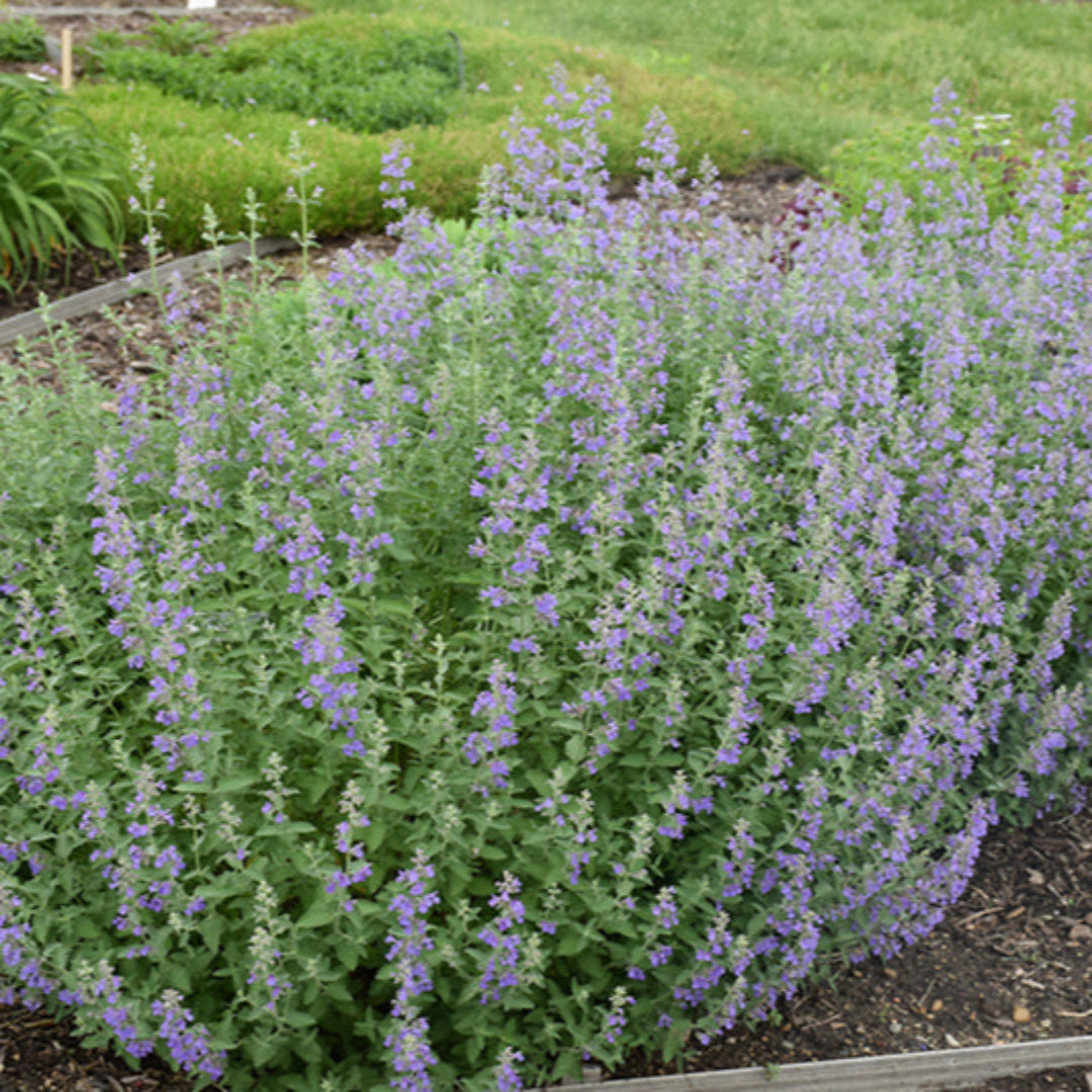 Nepeta X Faassenii &