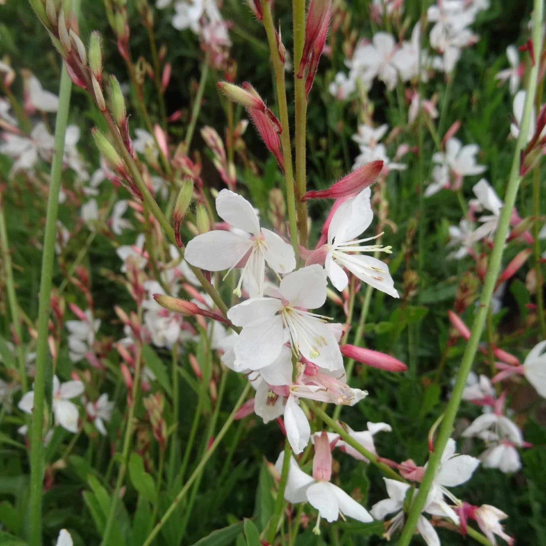 Gaura Belleza Series &