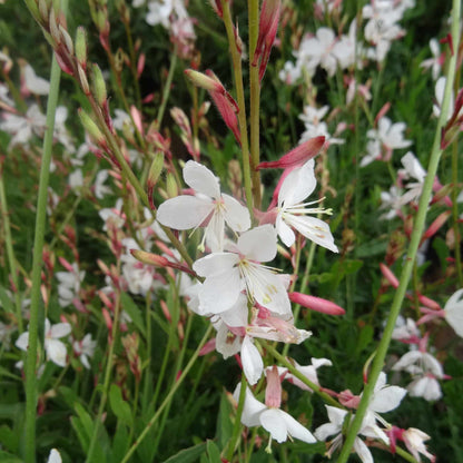 Gaura Belleza Series &