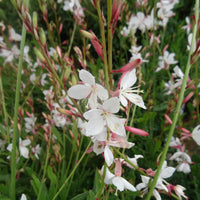 Gaura Belleza Series 'White' Butterfly Gaura