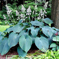 Hosta 'Blue Angel' Plantain Lily