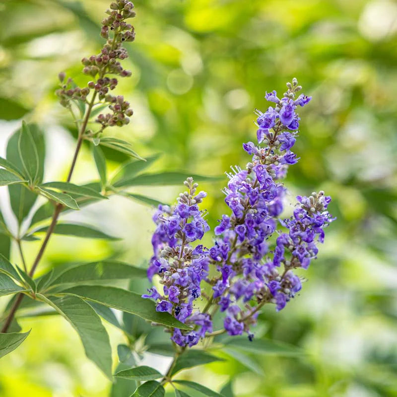 Vitex Shoal Creek Chaste Tree