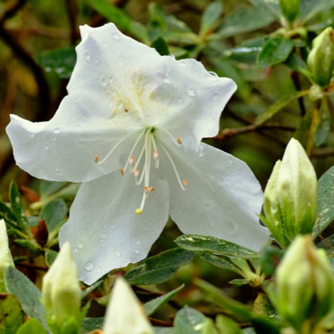 Mrs.G.G Gerbing Azalea
