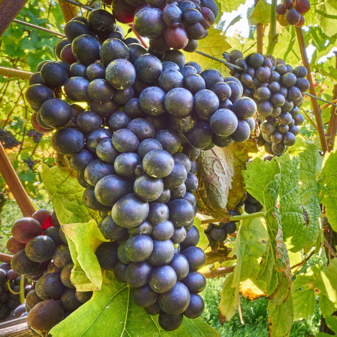 Blue Seedless Grape Vine for Home Gardens