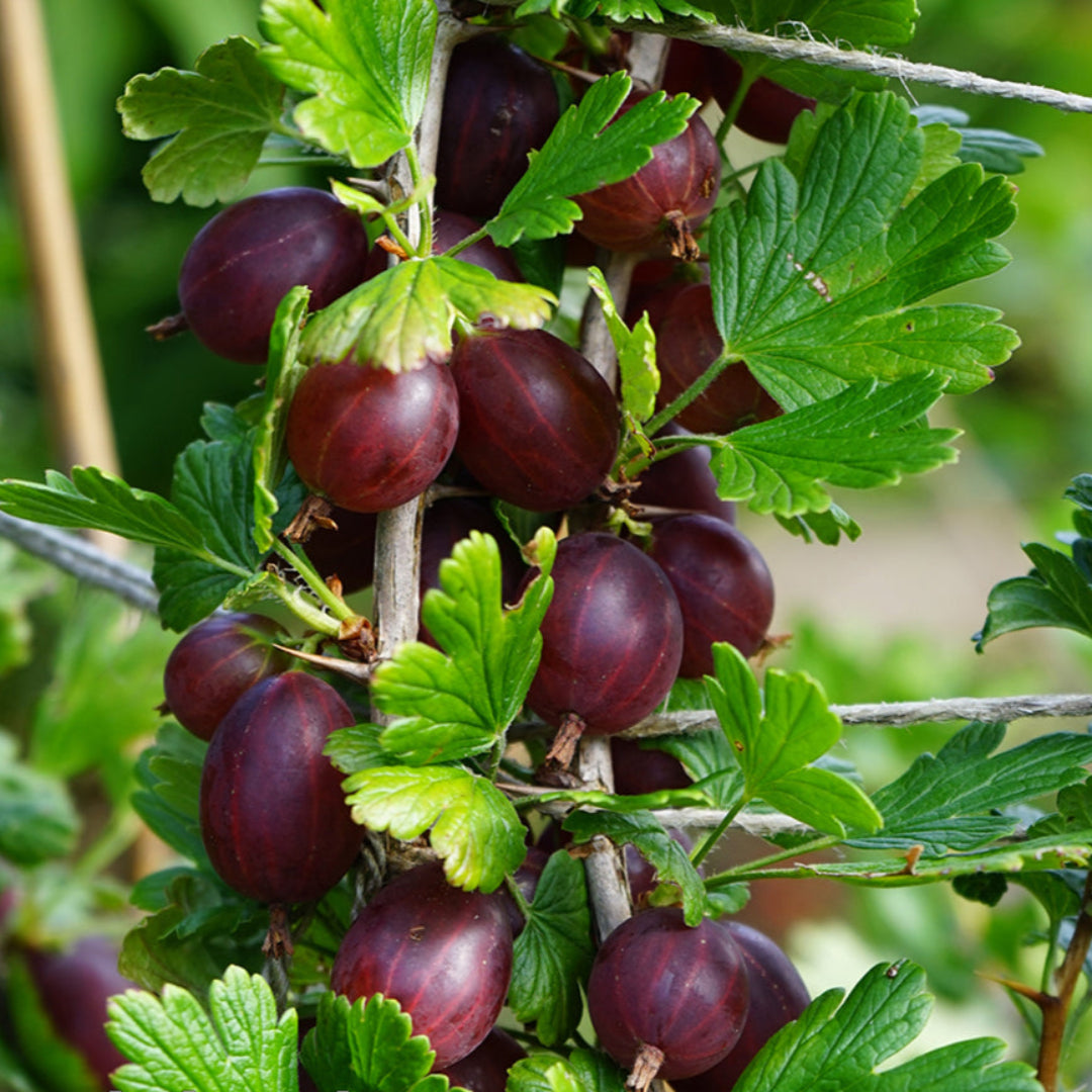 Hinnonmaki Red Gooseberry