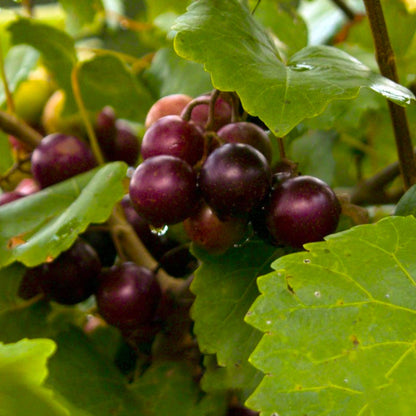 Jumbo Muscadine Grape Vine