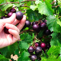 Magnolia Muscadine Grape Vine Shrub