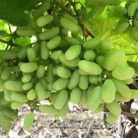 Seedless grape variety vine healthy growth