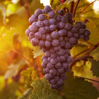 Chamapanel Grape Vine Shrub