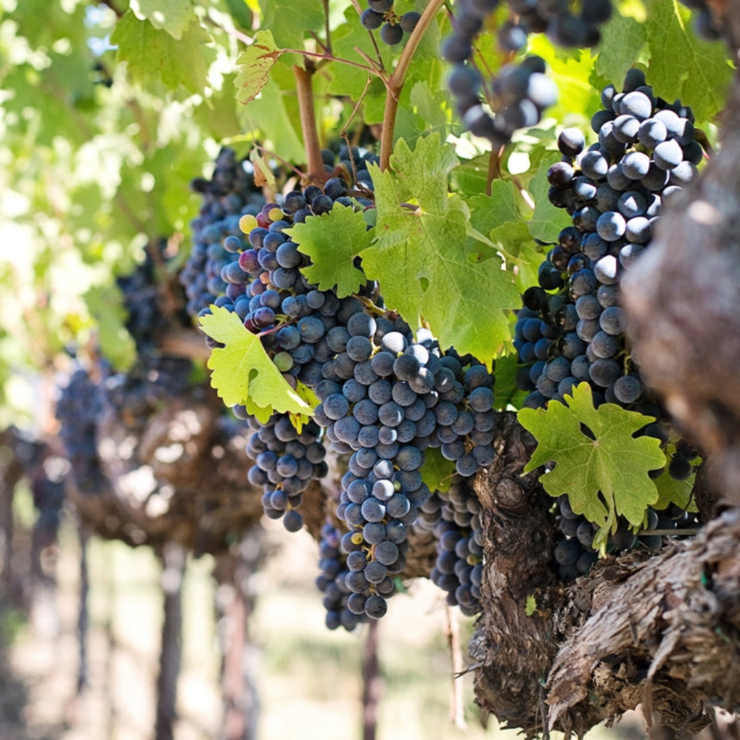 Zinfandel Black Grape vine