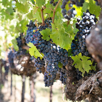 Zinfandel grapevine showing green leaves and developing grape clusters