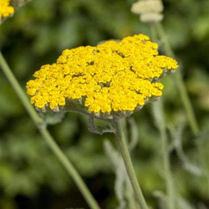 Golden Achillea Coronation Gold Yarrow garden perennial shrub