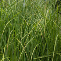 Sand Cord Grass