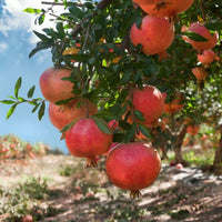 Ripe Bala Miursal Pomegranate cut open showing bright red arils