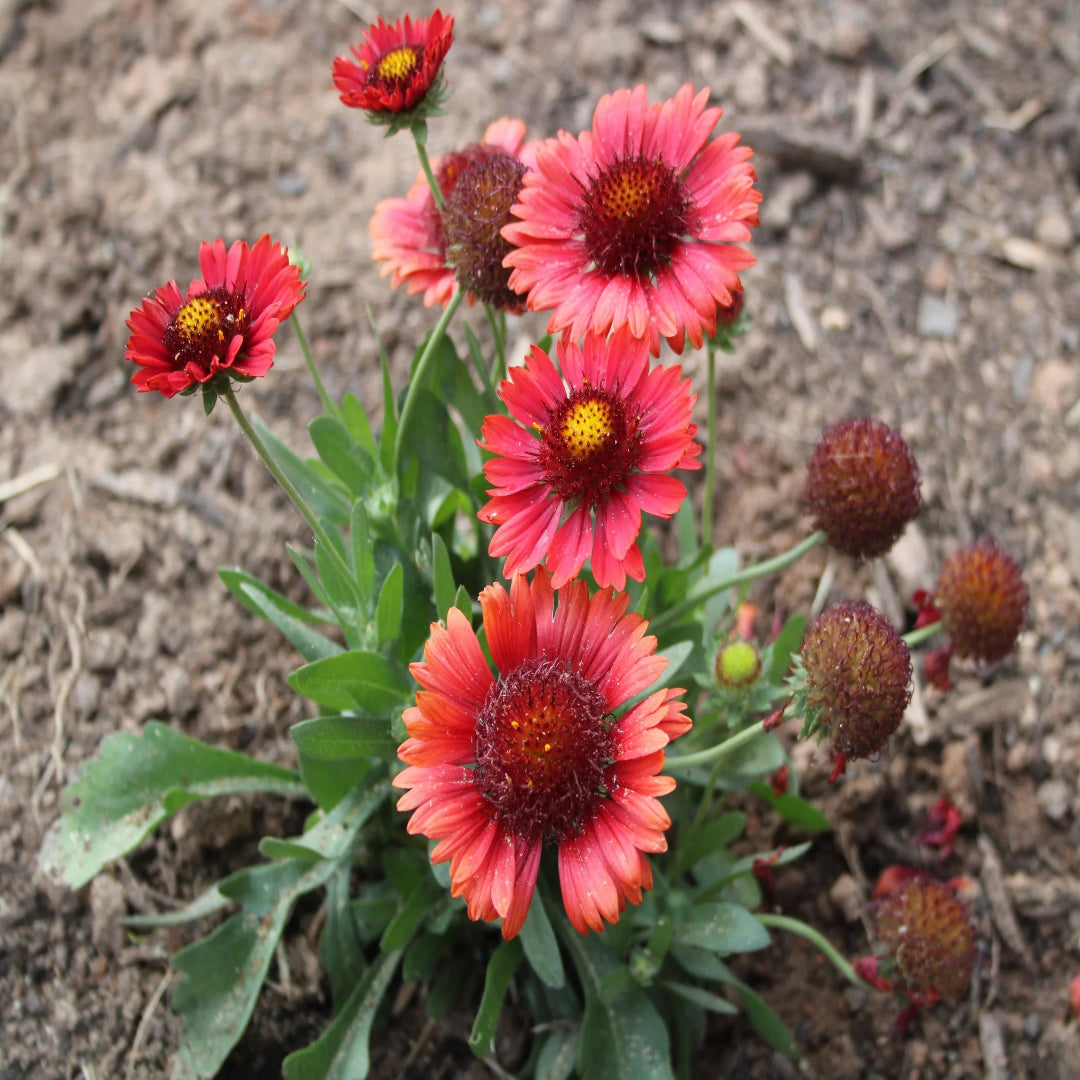 Gaillardia &
