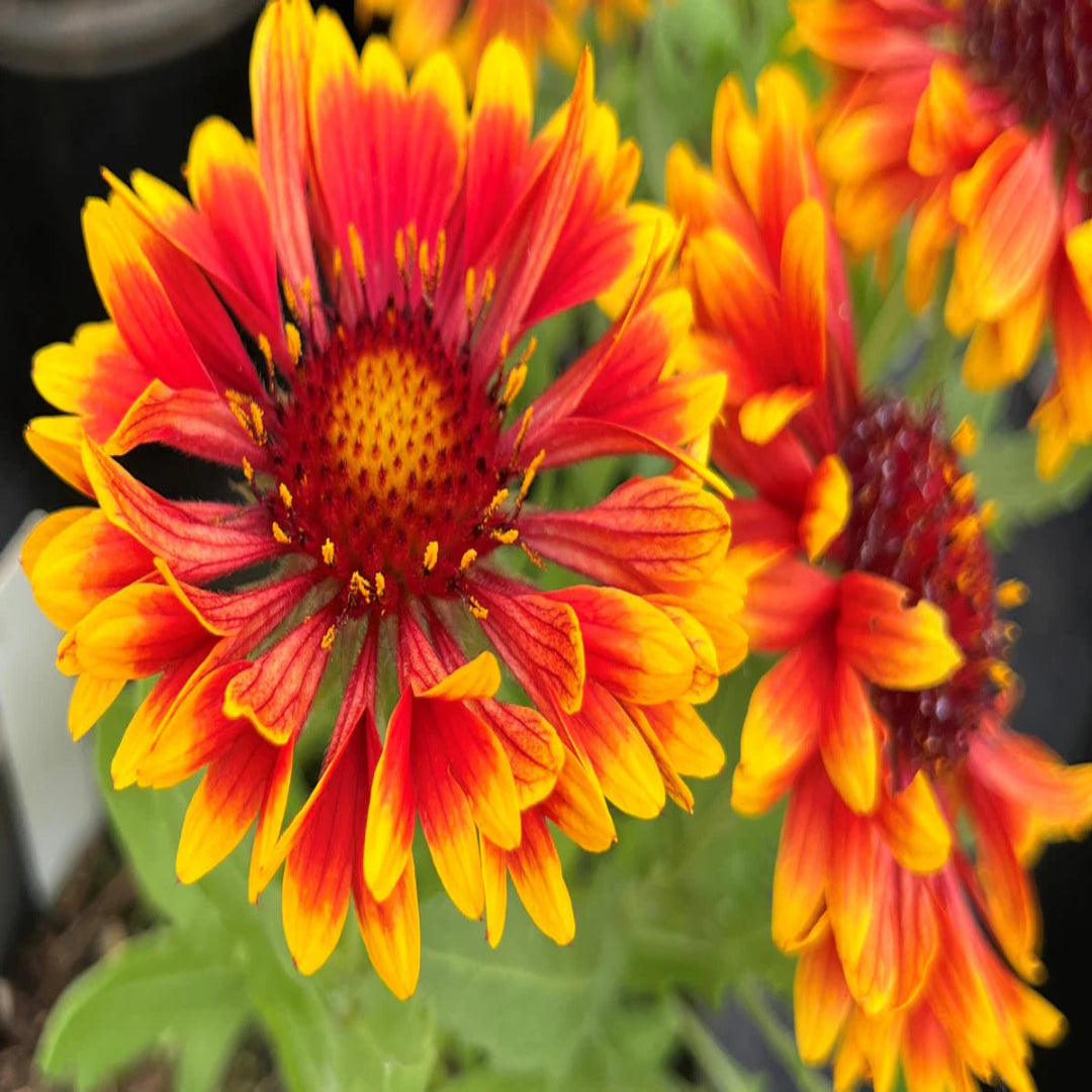 Gaillardia &
