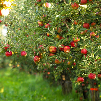 Ripe Gala apples hanging on apple tree branch