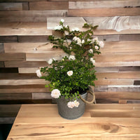 Modern metal alluring planter suitable for outdoor gardens