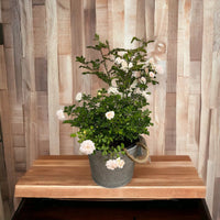 Alluring galvanized metal pot planter for indoor and outdoor plants
