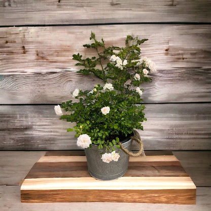 Alluring Pot/Planter with Happy Mother&