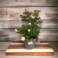 Decorative round planter pot with modern galvanized finish
