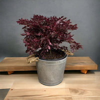 Modern design planter pot for home garden use