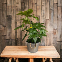 Rust resistant metal planter for long lasting outdoor use
