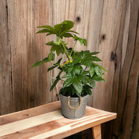 Elegant galvanized planter pot for decorative plants