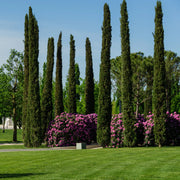 Italian Cypress is a Strikingly Thin Tall and Straight Evergreen Tree