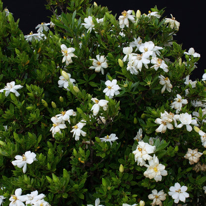 Echo Swan Princess Gardenia