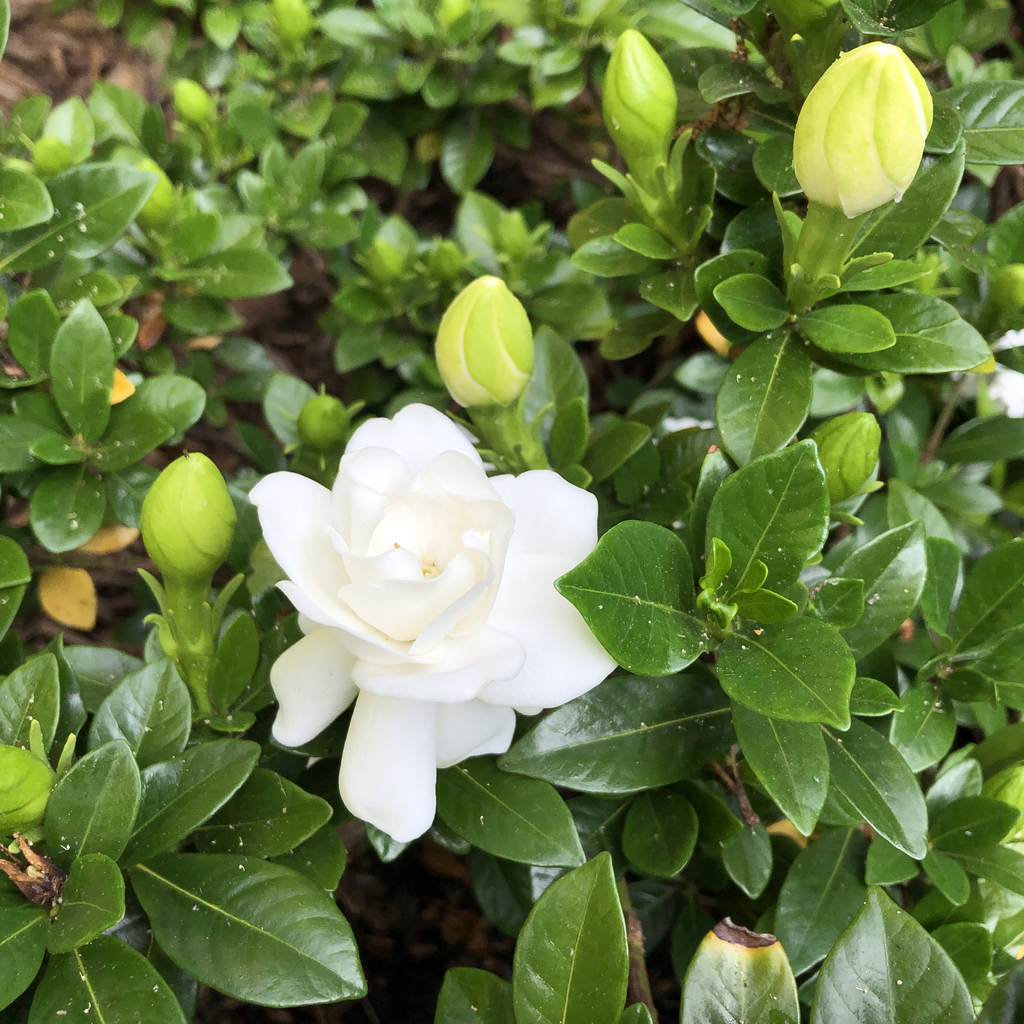 Crown Jewel Gardenia