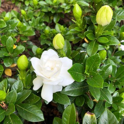 Crown Jewel Gardenia