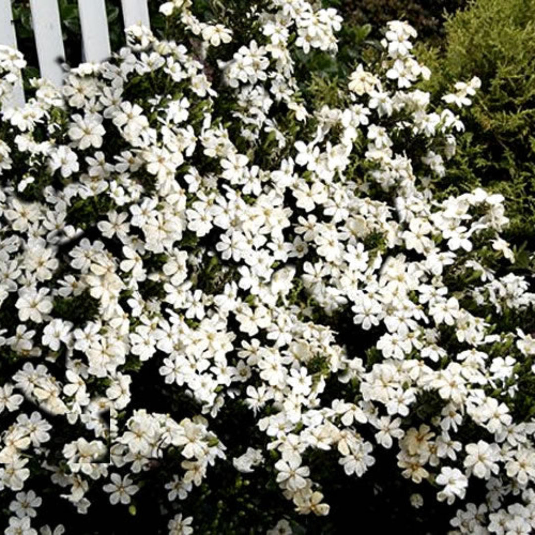 Echo Heaven Scent Gardenia