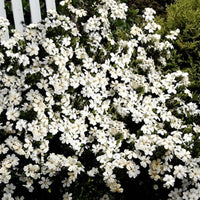 Gardenia Heaven Scent plant with glossy green leaves