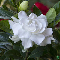 Dwarf Gardenia blooming in landscape