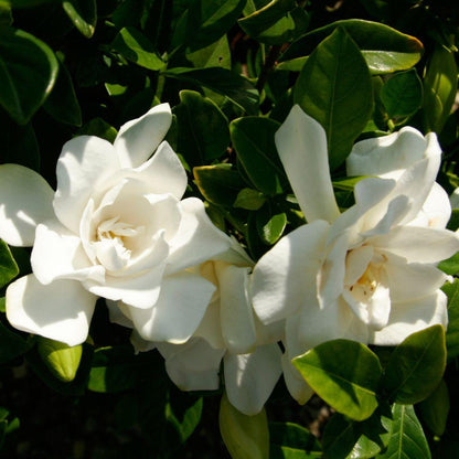 Jubilation Gardenia
