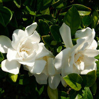 Jubilation gardenia bush with dense foliage and bright white blooms
