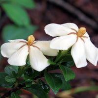 Hardy Daisy Gardenia shrub in bloom with creamy white fragrant flowers