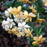 Cold hardy Daisy Gardenia with lush evergreen leaves and fresh white blossoms