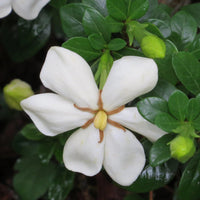 Gardenia jasminoides Daisy showing classic white flowers and rich green foliage