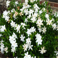 Echo Swan Maiden Gardenia