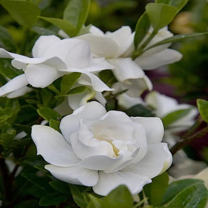 Jubilation Gardenia