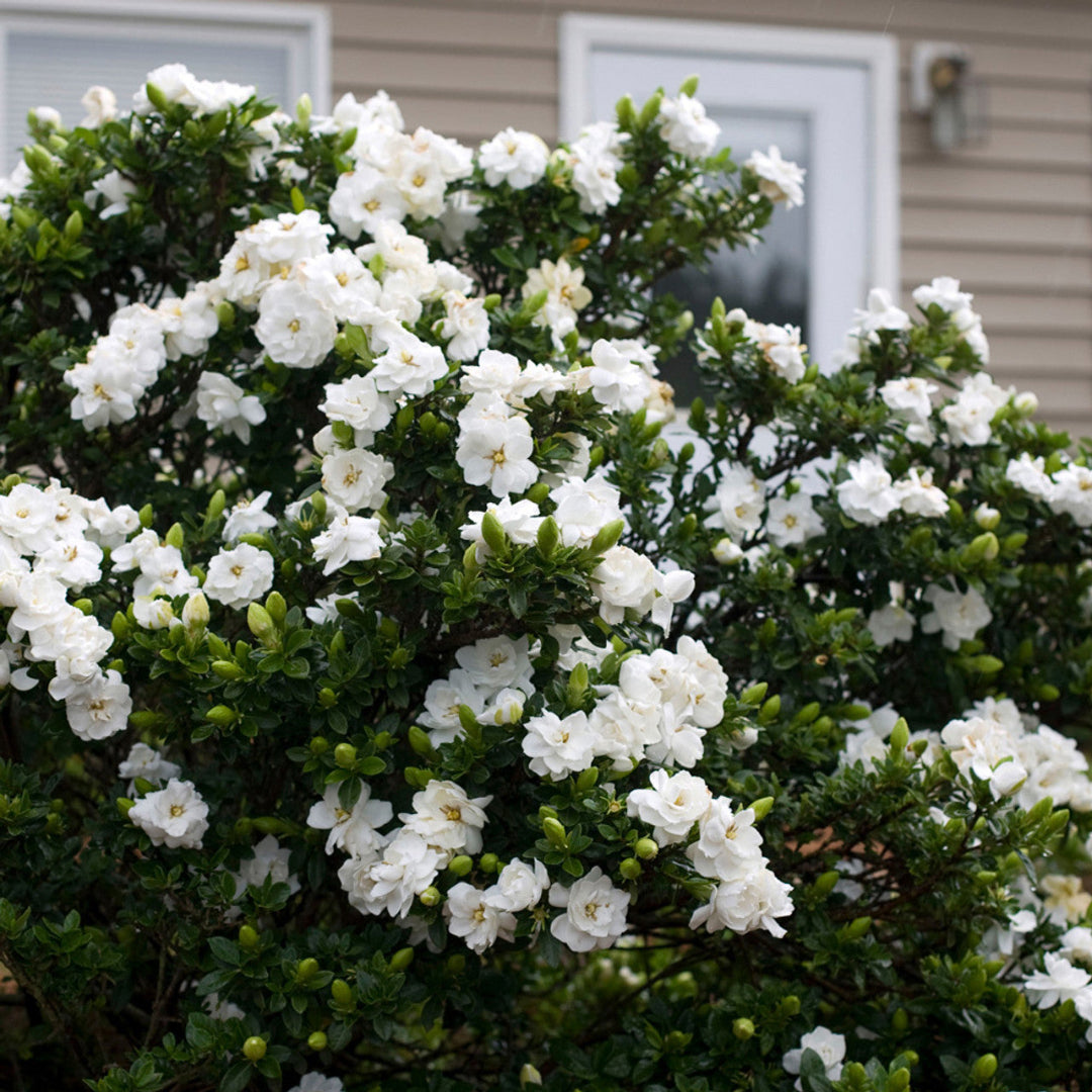 Crown Jewel Gardenia