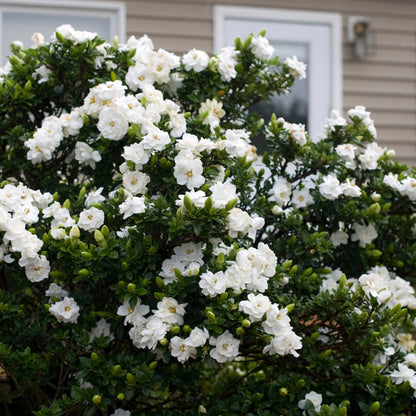 Crown Jewel Gardenia
