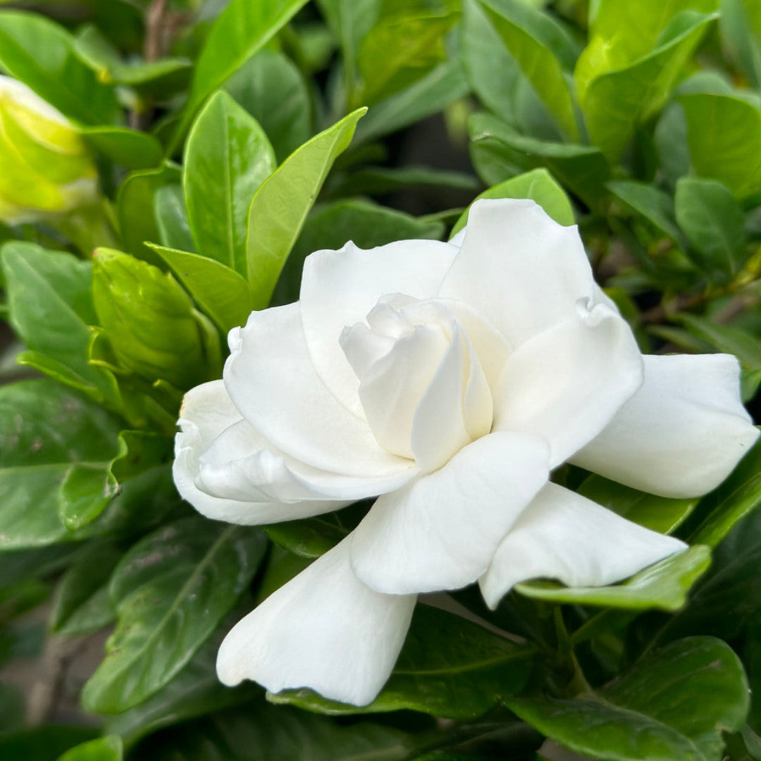 Dwarf Gardenia blooming in landscape