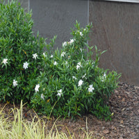 Gardenia jasminoides Radicans with healthy green foliage