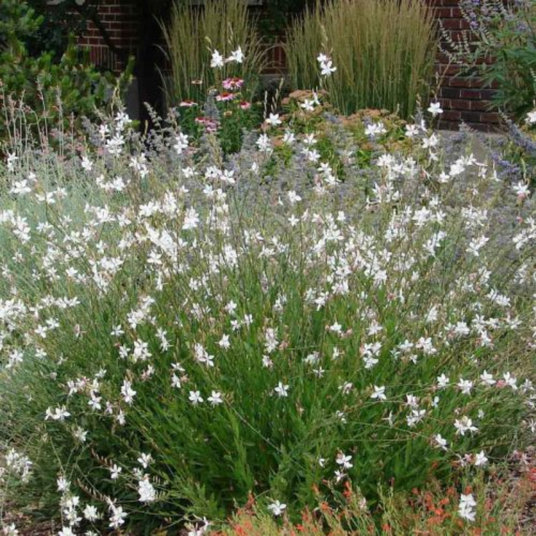 Gaura lindheimeri &